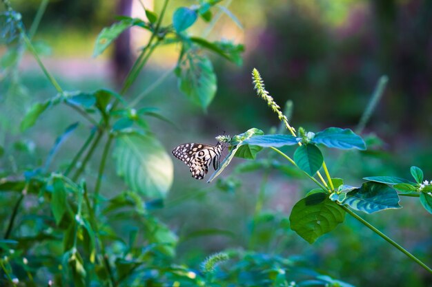 Motyl Papilio lub motyl lipowy odpoczywający na roślinach kwiatowych