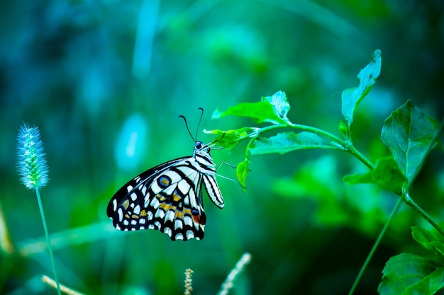 Motyl Papilio lub motyl lipowy odpoczywający na roślinach kwiatowych