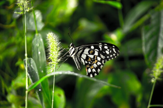 Motyl papilio lub motyl lipowy siedzący na roślinach kwiatowych w swoim naturalnym środowisku