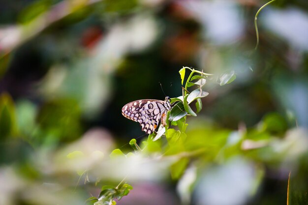 Motyl papilio lub motyl lipowy siedzący na roślinach kwiatowych w swoim naturalnym środowisku