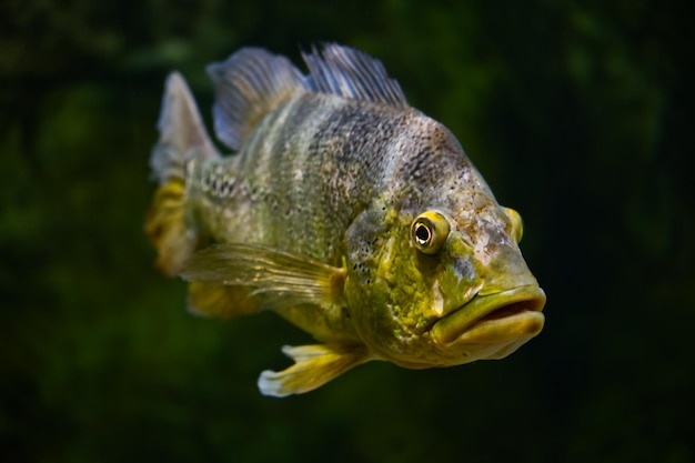 Motyl paw okoń pływa w wodzie Cichla ocellaris Orinoco Peacock Bass