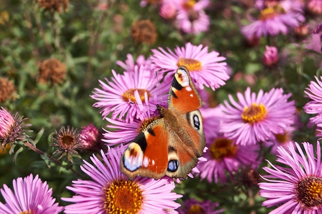 Motyl pawie oko (łac. Aglais io) zbiera nektar z kwiatów.