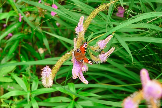 Zdjęcie motyl pawie oko na zbliżenie kwiat motyl paw oko na zbliżenie żółty kwiat motyl na kwiatku na trawie letni park z motylem na trawie