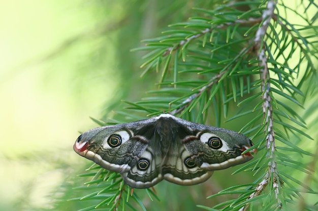 motyl pawie oko nocny / owad piękny motyl pawie oko, na wolności