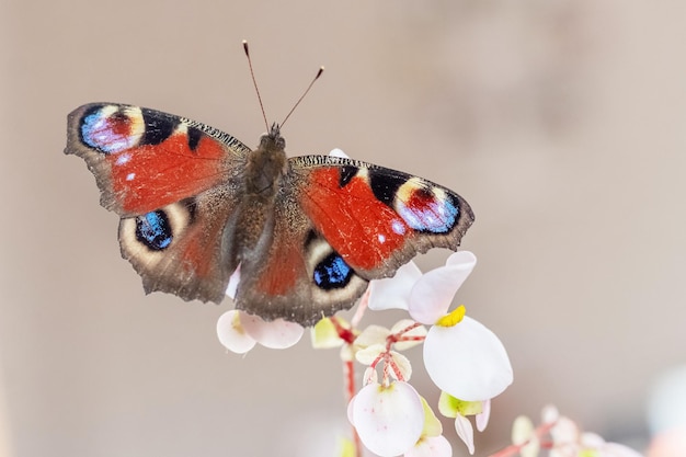 Motyl pawie oko siedzi na białym kwiatku