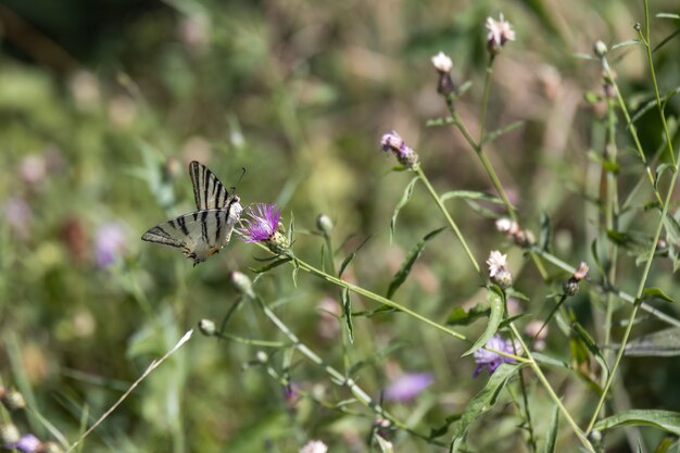 Motyl paź paź karmiący kwiat w Torre de' Roveri we Włoszech