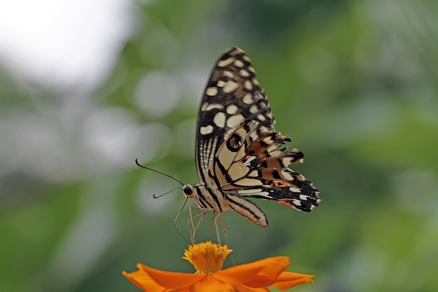 motyl piękny motyl na kwiatku