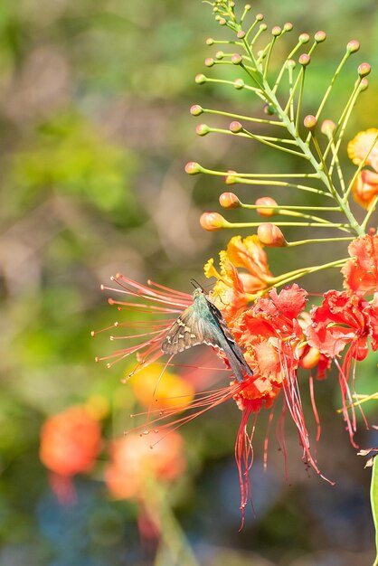 Motyl piękny motyl zapylający piękne kwiaty latem w Brazylii naturalne światło selektywne skupienie