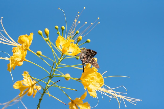 Motyl piękny motyl zapylający piękne kwiaty latem w Brazylii naturalne światło selektywne skupienie