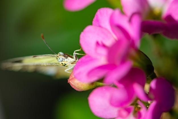 Motyl piękny motyl zapylający piękne kwiaty w Brazylii jesień selektywna ostrość