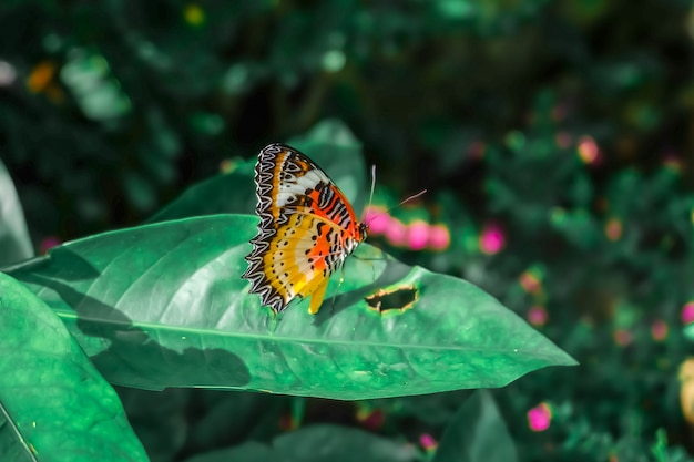 Motyl. Piękny tropikalny motyl na zamazanym natury tle. Kolorowe motyle
