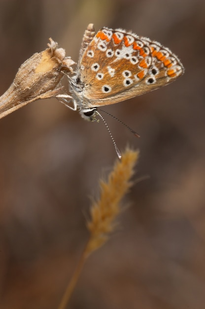 Motyl (Polymmatus Icarus)