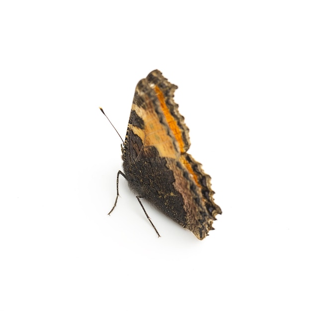 Motyl pomarańczowe czarne plamki Majesticssensor na białym tle