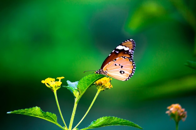 Motyl pospolity Danaus chrysippus pijący nektar z roślin kwiatowych w naturalnym środowisku