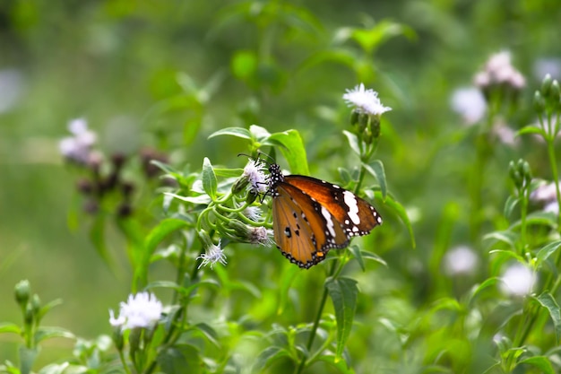 Motyl pospolity Danaus chrysippus pijący nektar z roślin kwiatowych w swoim naturalnym środowisku