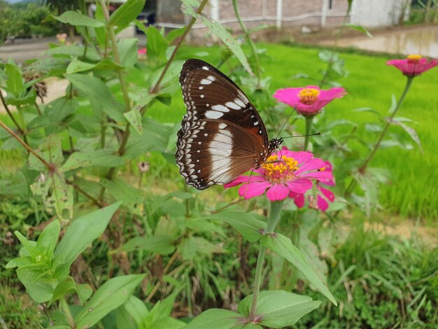 Motyl pospolity na craspedii pod słońcem w ogrodzie z rozmytym zdjęciem
