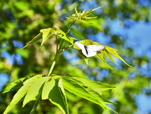 motyl rozpościera skrzydła siedzi na zielonym liściu latem tło jest rozmazane