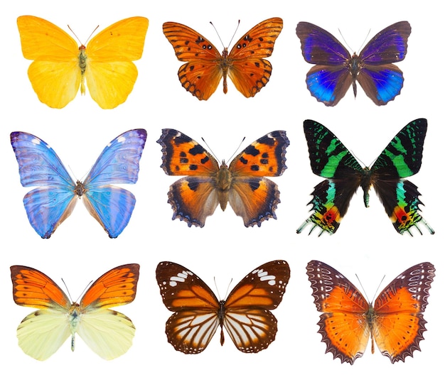 Motyl siarkowy morelowy na białym tle