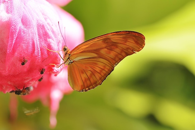 Motyl siedzący na kwiatku