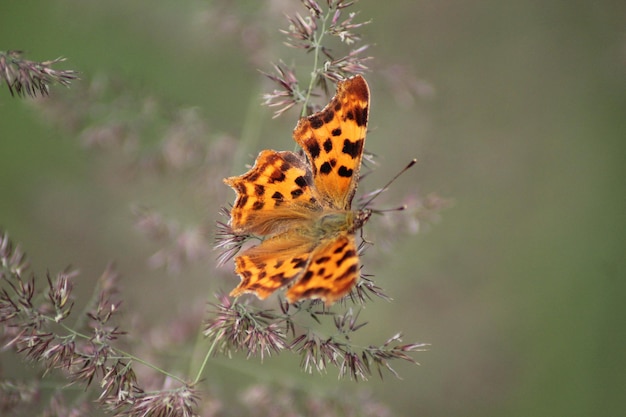 Zdjęcie motyl siedzący na roślinie