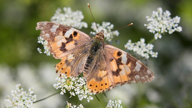 Motyl siedzi na białym dzikim kwiecie.