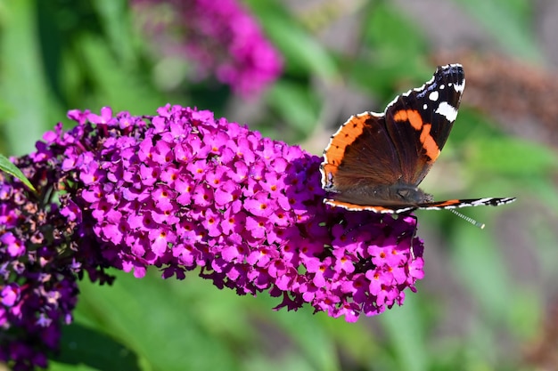 Motyl siedzi na kwiatku w ogrodzie na dziedzińcu domu