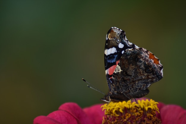 Motyl siedzi na kwiatku w ogrodzie