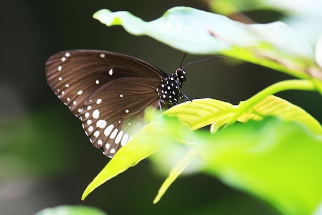 motyl siedzi na liście z białymi plamami