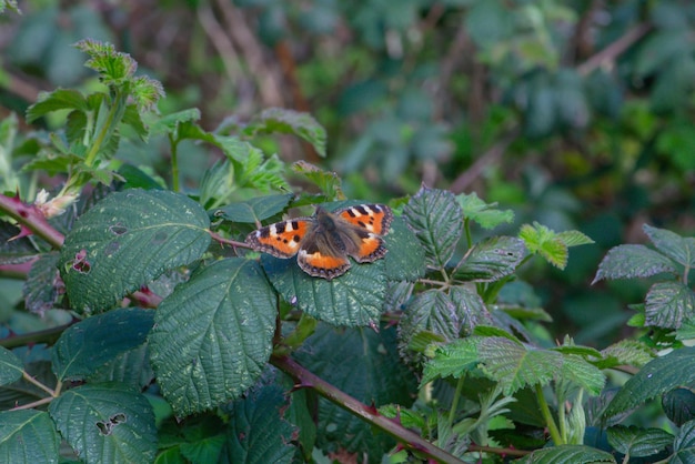 Motyl siedzi na liściu w lesie.