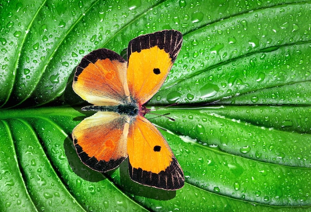 motyl siedzi na liściu z kroplami wody.