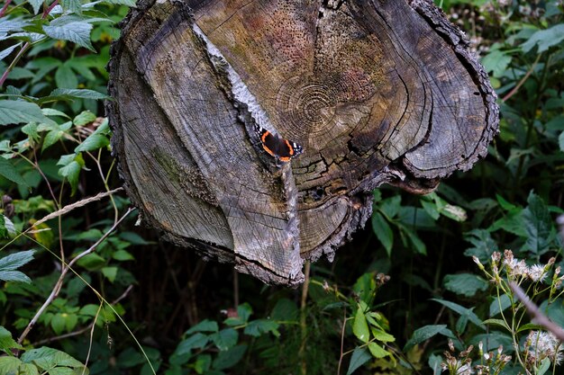 Zdjęcie motyl siedzi na pniu drzewa w lesie.