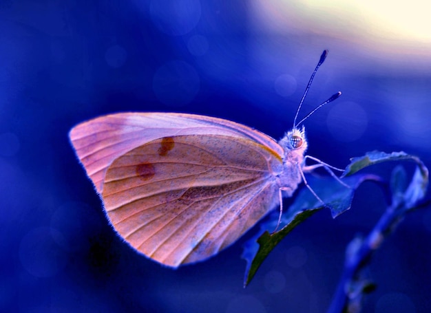 motyl siedzi na roślinie ze światłem na tle
