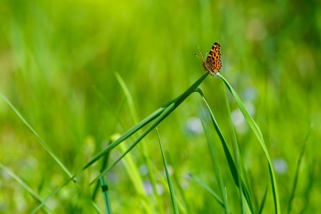 Motyl siedzi na trawie