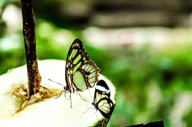 Motyl Siproeta Stelenes (Motyl Malachitowy), Lepidopteron. Zakamuflowana zieleń.