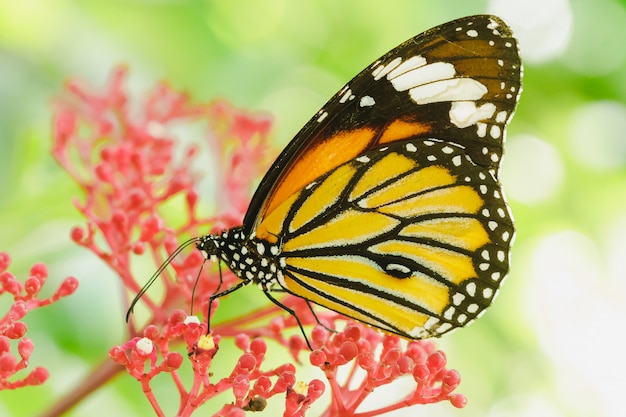 motyl ssania nektaru na czerwony kwiat