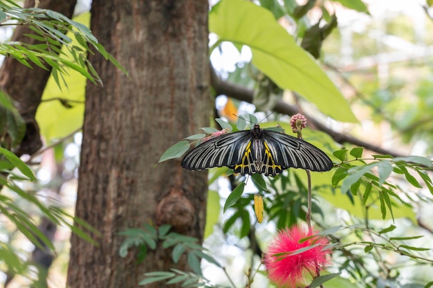 Zdjęcie motyl troides aeacus na zielonych liściach w ogrodzie.