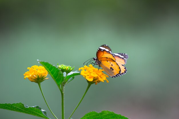 Motyl Tygrysi Lub Znany Również Jako Motyl Danaus Chrysippus Spoczywający Na Roślinach Kwiatowych