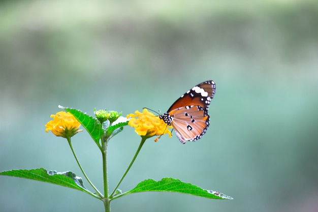 Motyl tygrysi lub znany również jako motyl Danaus chrysippus spoczywający na roślinach kwiatowych