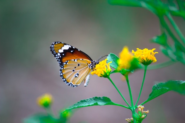 Motyl Tygrysi Lub Znany Również Jako Motyl Danaus Chrysippus Spoczywający Na Roślinach Kwiatowych