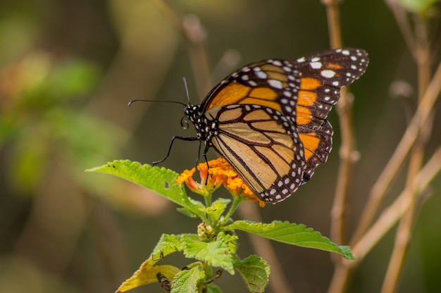 Motyl, Uroczy Motyl Monarcha