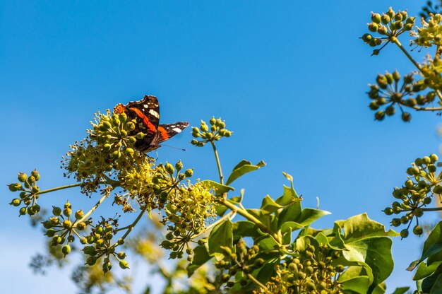 Motyl Vanessa Cardui Na Kwiatku