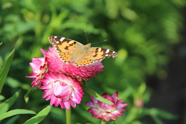 Motyl Vanessa cardui zbierający nektar na kwiecie