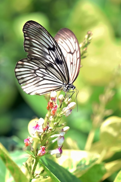 Motyl w Butterfly Park na Bali, Indonezja.