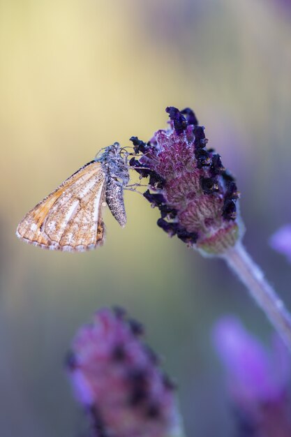 Motyl w kroplach wody.