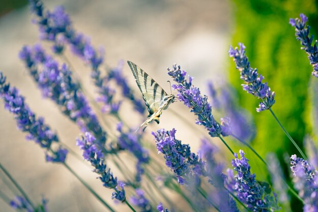 Motyl w lawendowym krzaku. Stonowany strzał z bliska