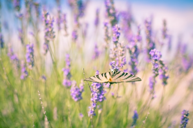 Motyl w lawendowym krzaku. Stonowany strzał z bliska