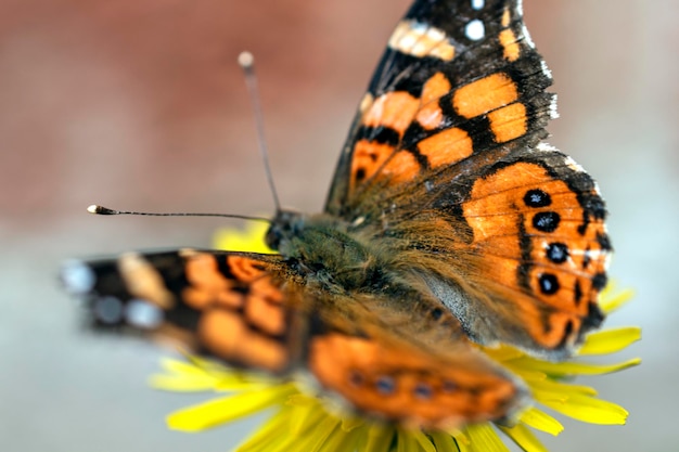 Motyl w naturalnym środowisku Motyl w zielonym lesie