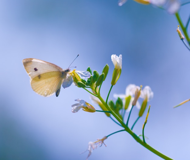 Motyl w naturze, zamyka w górę makro-