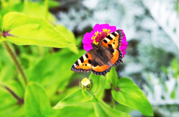 Motyl w ogrodzie kwiatowym.