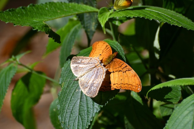 Motyl w Parku Narodowym Kaeng Krachan Tajlandia